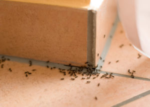 Ants Exterminator St. Catharines