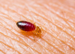 Bed bug exterminator St Catharines