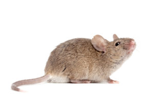 Mice Exterminator St Catharine